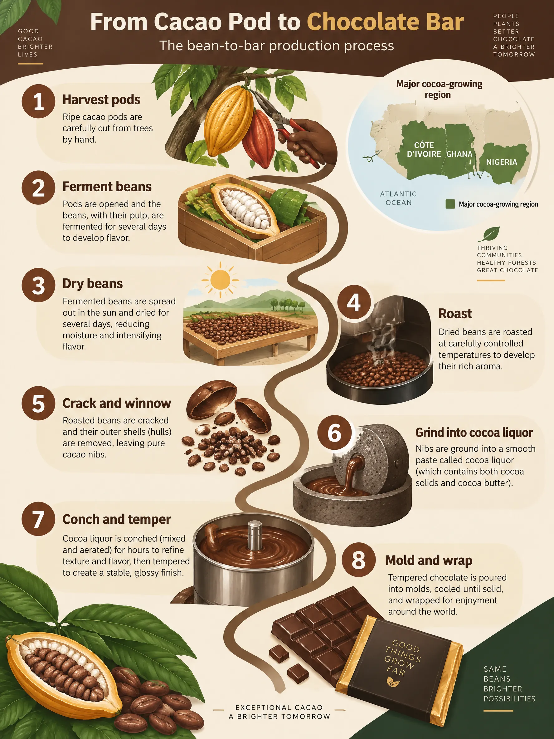 From Cacao Pod to Chocolate Bar: Production Process infographic — How chocolate is made, step by step: from cacao pod harvest and fermentation to roasting, conching, and tempering, with